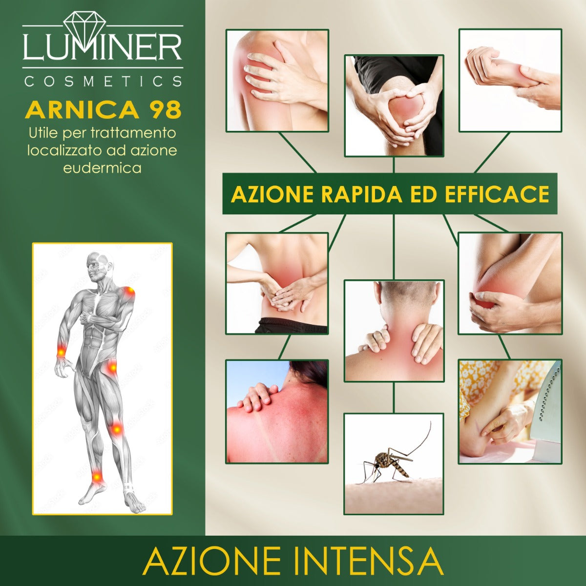 Arnica
