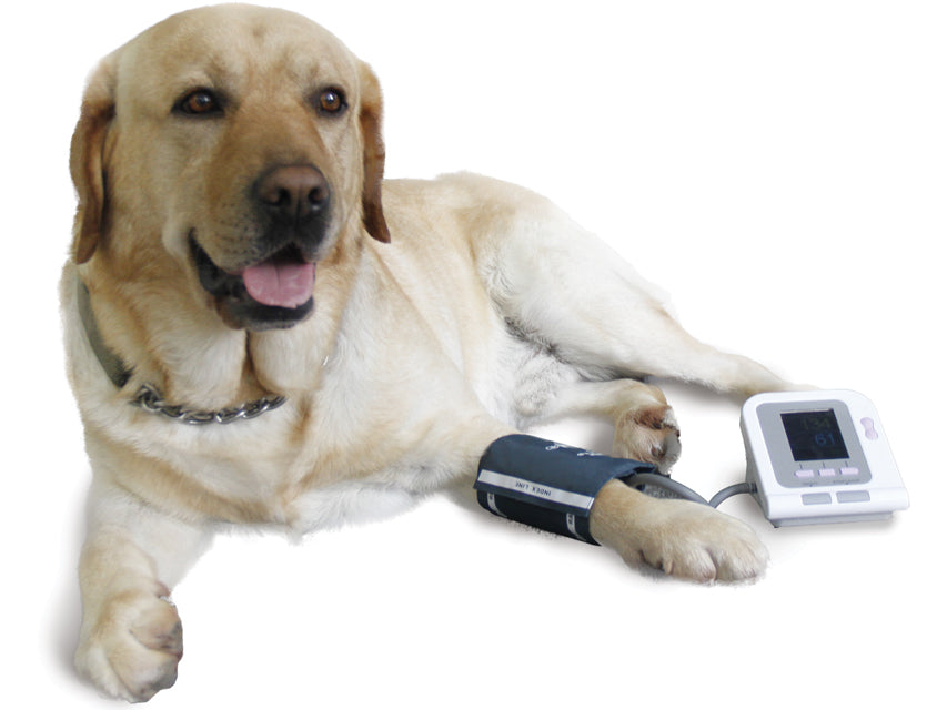 Sfigmomanometro Veterinario