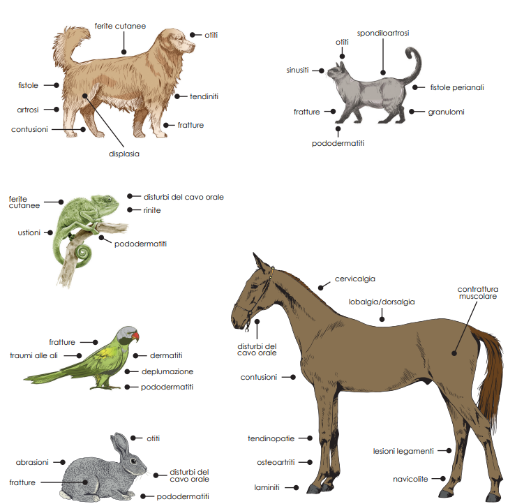 LaserVet 15.0
